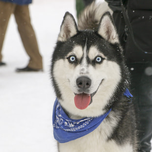 Фестиваль Международный фестиваль "Северные псы»