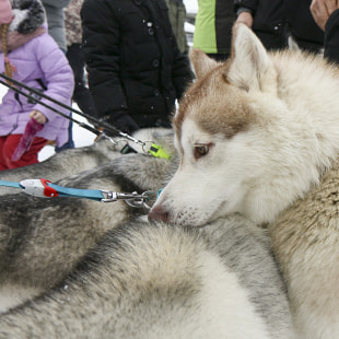 Фестиваль Международный фестиваль "Северные псы»