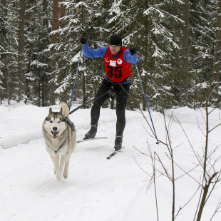 Фестиваль Международный фестиваль "Северные псы»