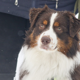 Фестиваль Международный фестиваль "Северные псы»