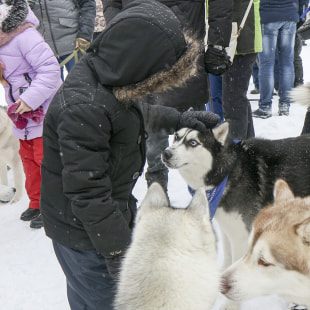 Фестиваль Международный фестиваль "Северные псы»