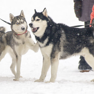 Фестиваль Международный фестиваль "Северные псы»