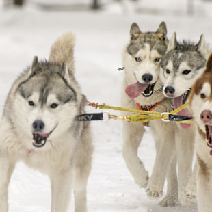 Фестиваль Международный фестиваль "Северные псы»