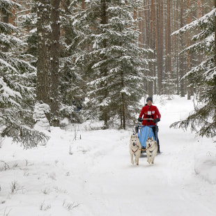 Фестиваль Международный фестиваль "Северные псы»