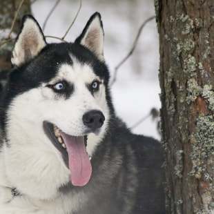 Фестиваль Международный фестиваль "Северные псы»
