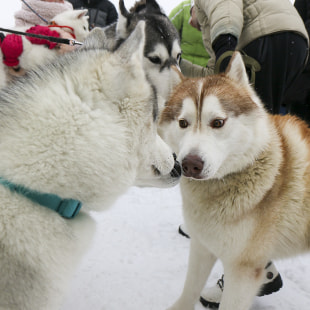 Фестиваль Международный фестиваль "Северные псы»