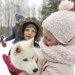 Фестиваль Международный фестиваль "Северные псы»