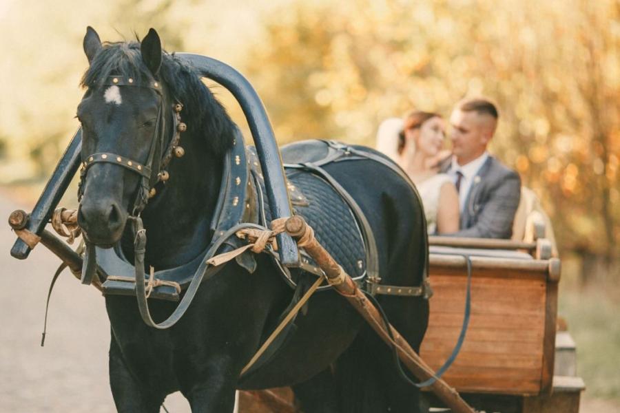 Свадебная фотосессия с лошадьми, прогулки в карете и на лошадях верхом