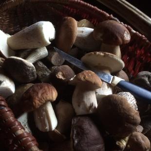 Отдых в усадьбе «Медвежий угол» в Глубокском районе