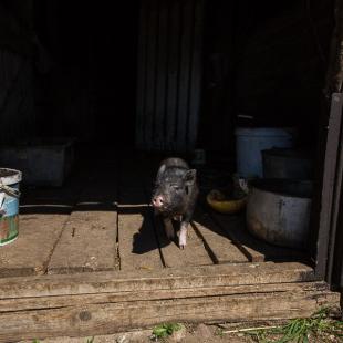 Коттедж «Датский» в аренду на Браславах. Усадьбы Белоруссии