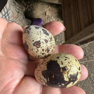 Усадьба «Домики в лесу», гостевой домик