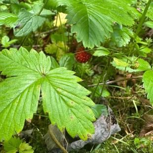 Усадьба «Домики в лесу», гостевой домик