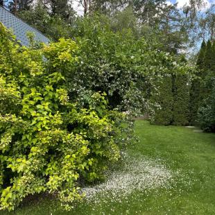 Усадьба «Домики в лесу», гостевой домик