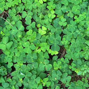 Усадьба «Домики в лесу», гостевой домик