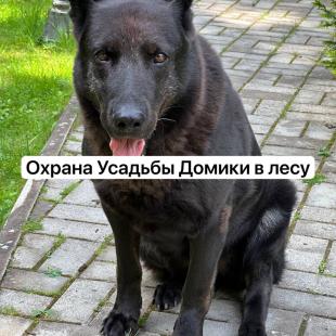 Усадьба «Домики в лесу», гостевой домик