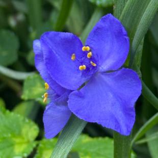 Усадьба «Домики в лесу», гостевой домик