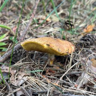 Усадьба «Домики в лесу», гостевой домик