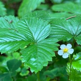 Усадьба «Домики в лесу», гостевой домик