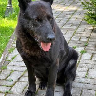 Усадьба «Домики в лесу», гостевой домик