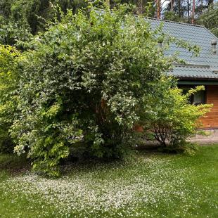 Усадьба «Домики в лесу», гостевой домик