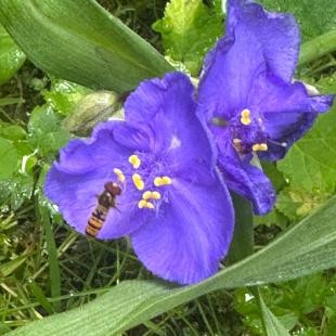 Усадьба «Домики в лесу», гостевой домик