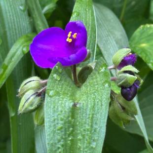 Усадьба «Домики в лесу», гостевой домик