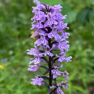 Усадьба «Домики в лесу», гостевой домик