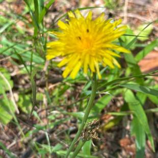 Усадьба «Домики в лесу», гостевой домик