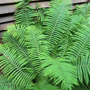 Усадьба «Домики в лесу», гостевой домик