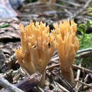 Усадьба «Домики в лесу», гостевой домик