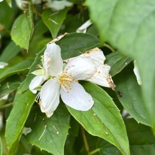 Усадьба «Домики в лесу», гостевой домик