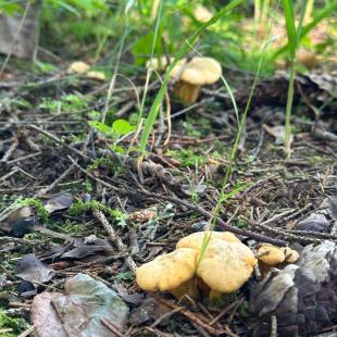 Усадьба «Домики в лесу», гостевой домик