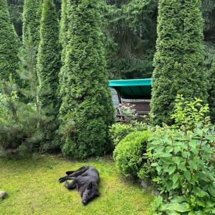 Усадьба «Домики в лесу», гостевой домик