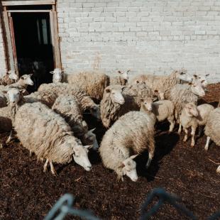 Усадебно-парковый комплекс «Святск Гурских»