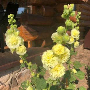 Коттедж Stesha Lodge в Витебской области