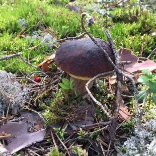 Коттедж Stesha Lodge в Витебской области