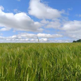 Дом/Баня Уютная в Минской области
