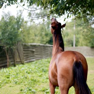 Территория усадьбы