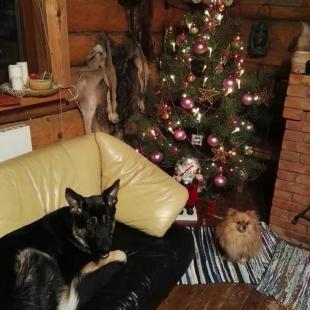 Наши любимцы (контактный зоопарк)