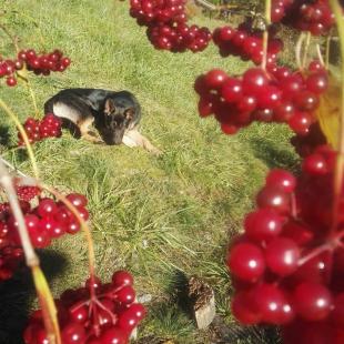 Наши любимцы (контактный зоопарк)