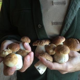 Отдых в усадьбе «Медвежий угол» в Глубокском районе