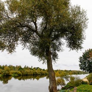 Усадьба в аренду Дом рыбака «У Григорьевича» на реке Березине в Могилевской области