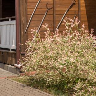 Агроусадьба «Стары млын» в 14 км от Минска