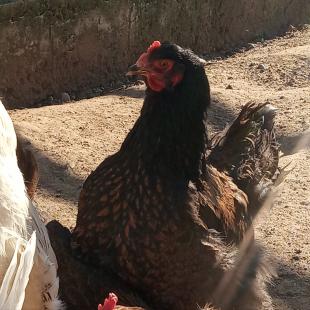 Агроусадьба «Стары млын» в 14 км от Минска