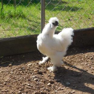 Агроусадьба «Стары млын» в 14 км от Минска