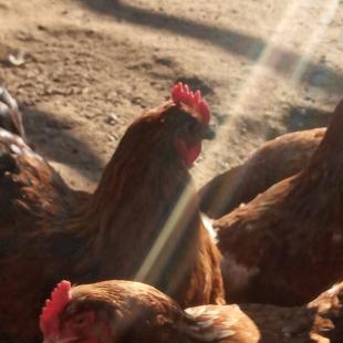 Агроусадьба «Стары млын» в 14 км от Минска