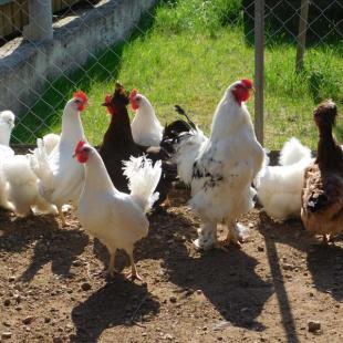 Агроусадьба «Стары млын» в 14 км от Минска