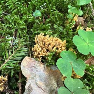 Территория усадьбы «Домики в лесу»