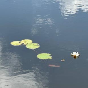 Территория усадьбы «Домики в лесу»