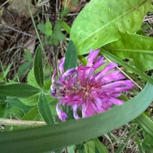 Территория усадьбы «Домики в лесу»